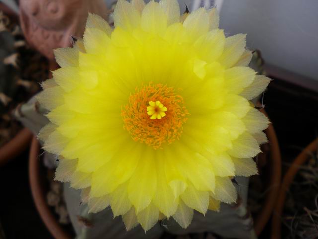 Astrophytum myriostigma v. nudum 