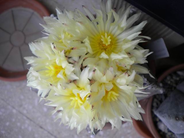 Astrophytum myriostigma v. nudum 