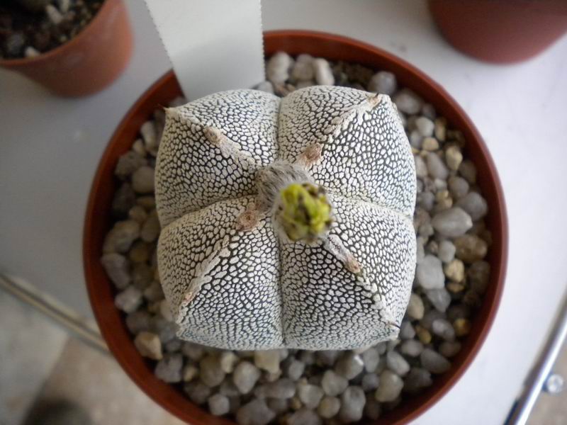 Astrophytum myriostigma f. quadricostatum cv. onzuka 