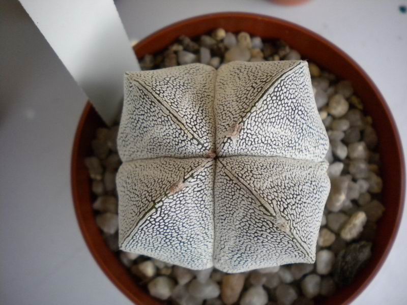 Astrophytum myriostigma f. quadricostatum cv. onzuka 