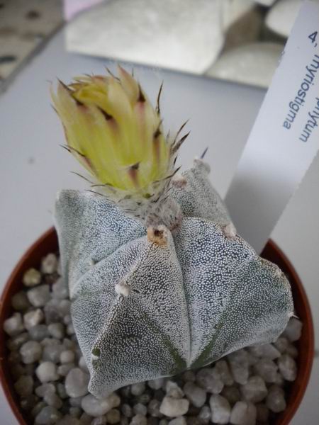 Astrophytum myriostigma 