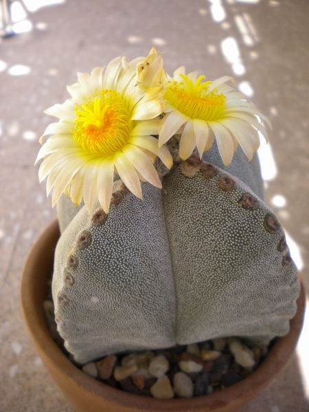 Astrophytum myriostigma f. quadricostatum 