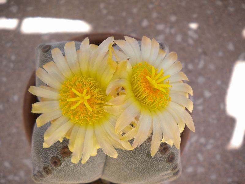 Astrophytum myriostigma f. quadricostatum 