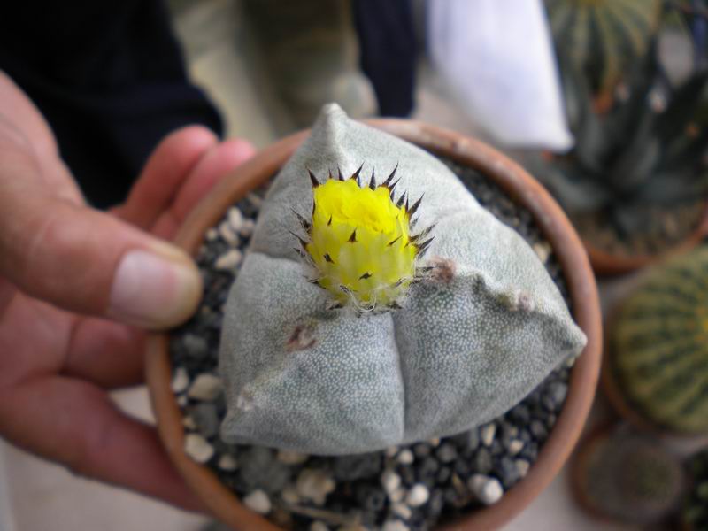 Astrophytum myriostigma 