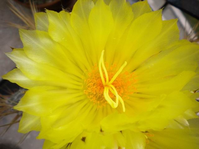 Astrophytum ornatum 