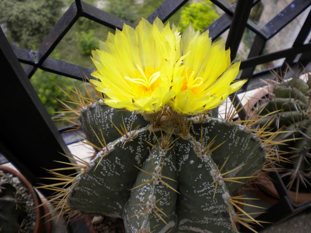 Astrophytum ornatum 