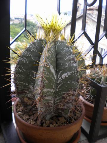 Astrophytum ornatum 