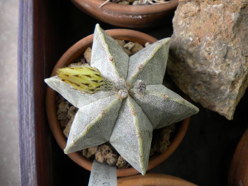 Astrophytum myriostigma 