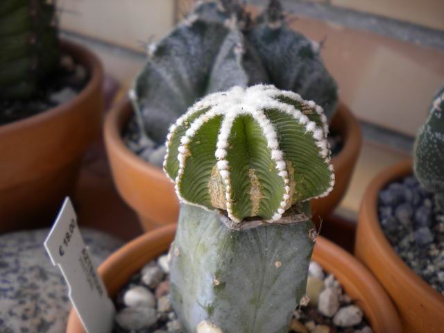 Aztekium hintonii 