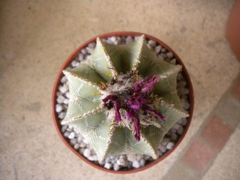 Aztekium hintonii 