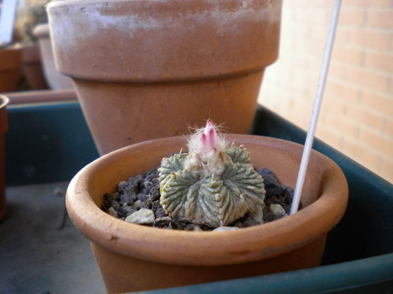 Aztekium ritteri 