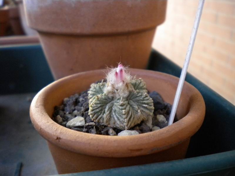 Aztekium ritteri 