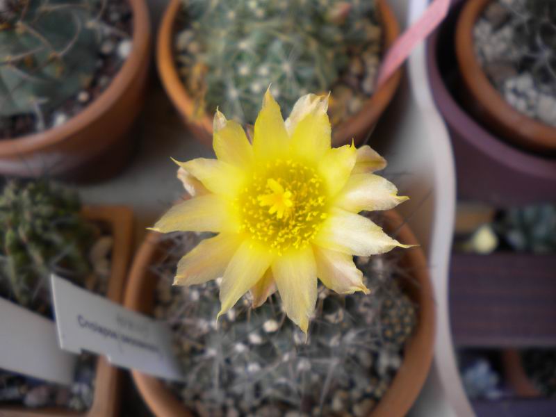 Copiapoa paposoensis 