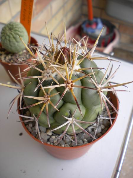 Coryphantha poselgeriana 