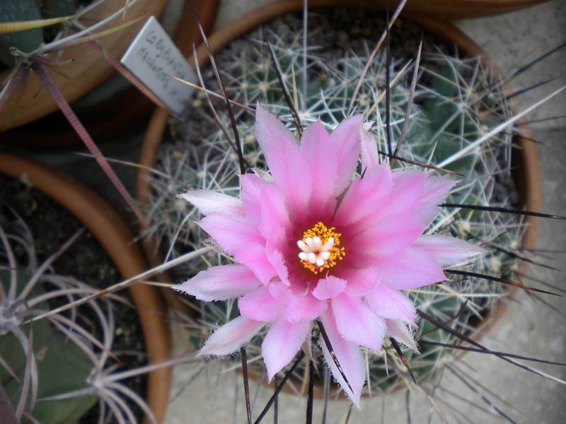 Coryphantha macromeris ssp. runyonii 