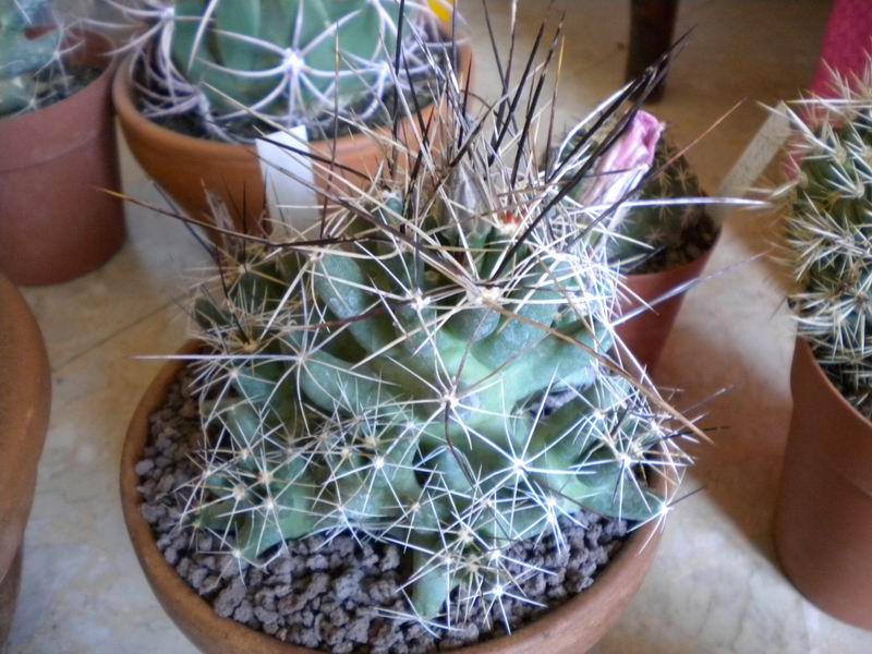 Coryphantha macromeris ssp. runyonii 