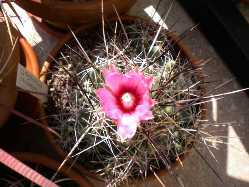 Coryphantha macromeris ssp. runyonii 