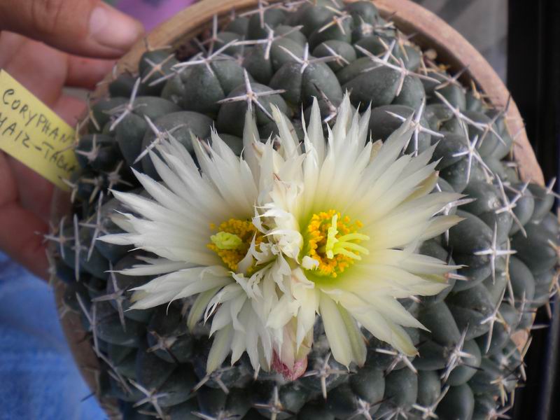 Coryphantha maiz-tablasensis 