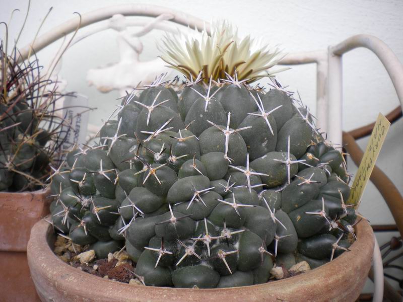 Coryphantha maiz-tablasensis 