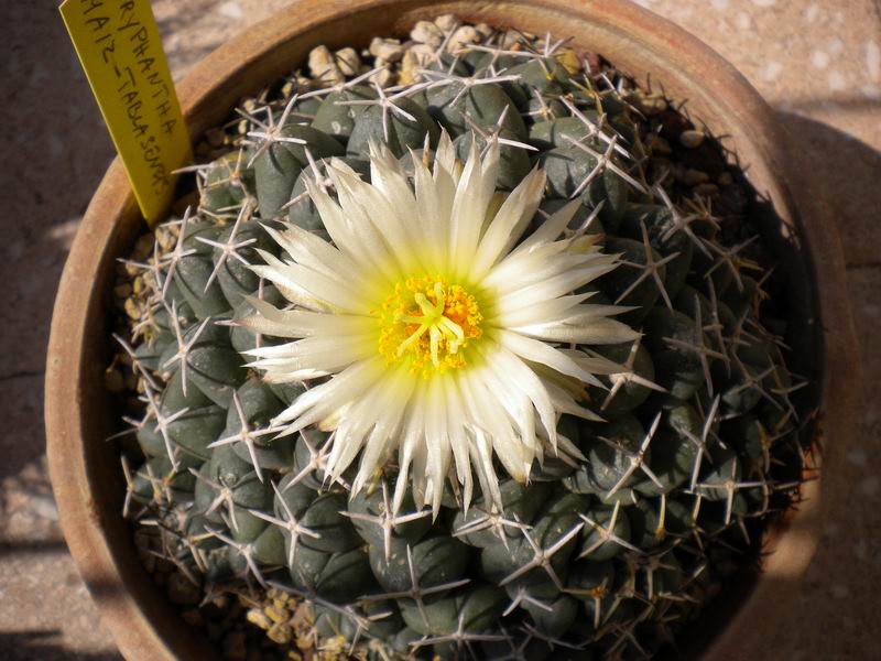 Coryphantha maiz-tablasensis 