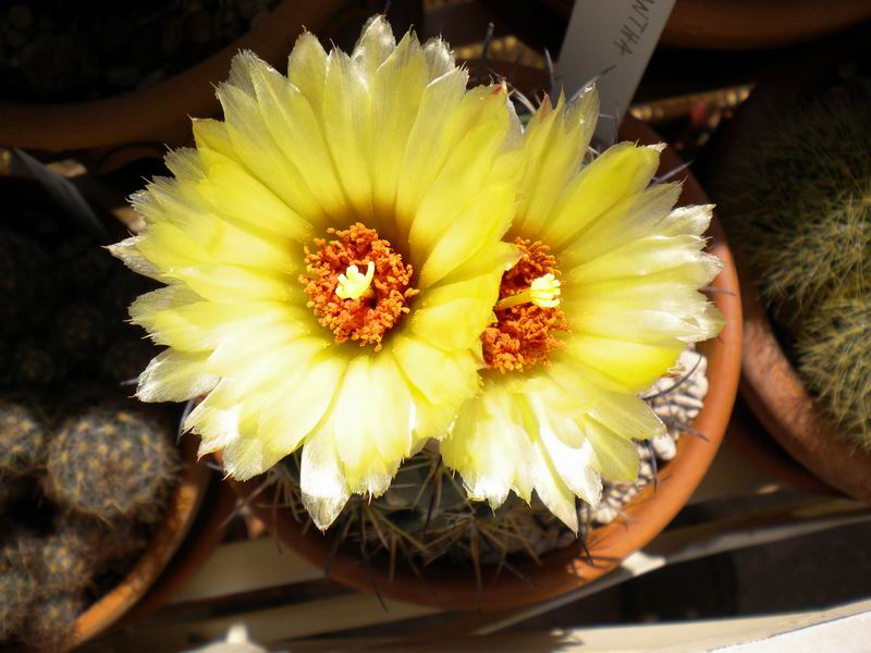 Coryphantha pallida 