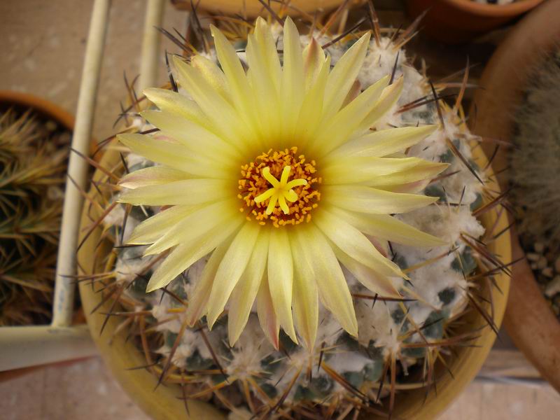 Coryphantha pycnacantha 