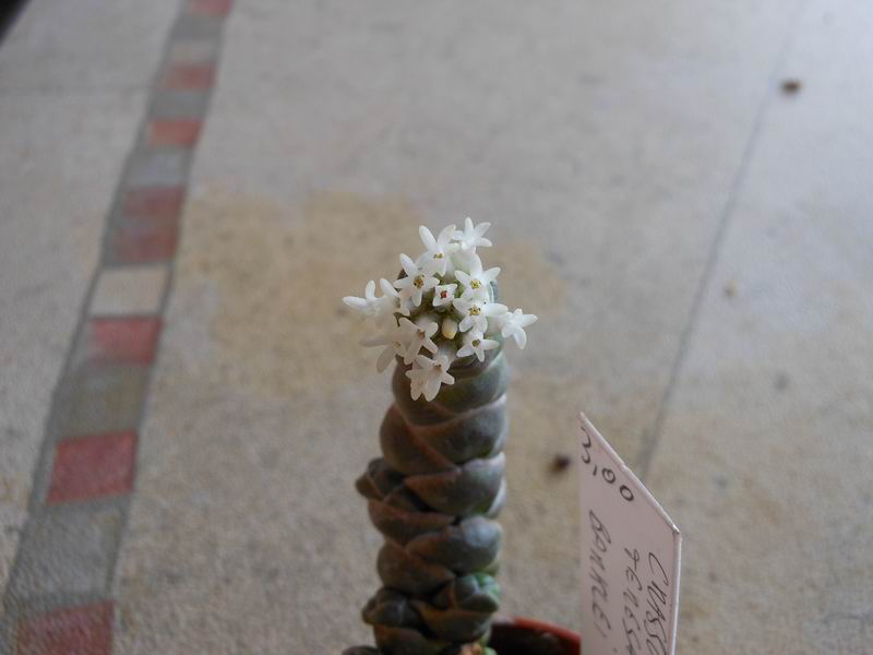 Crassula barklyi 