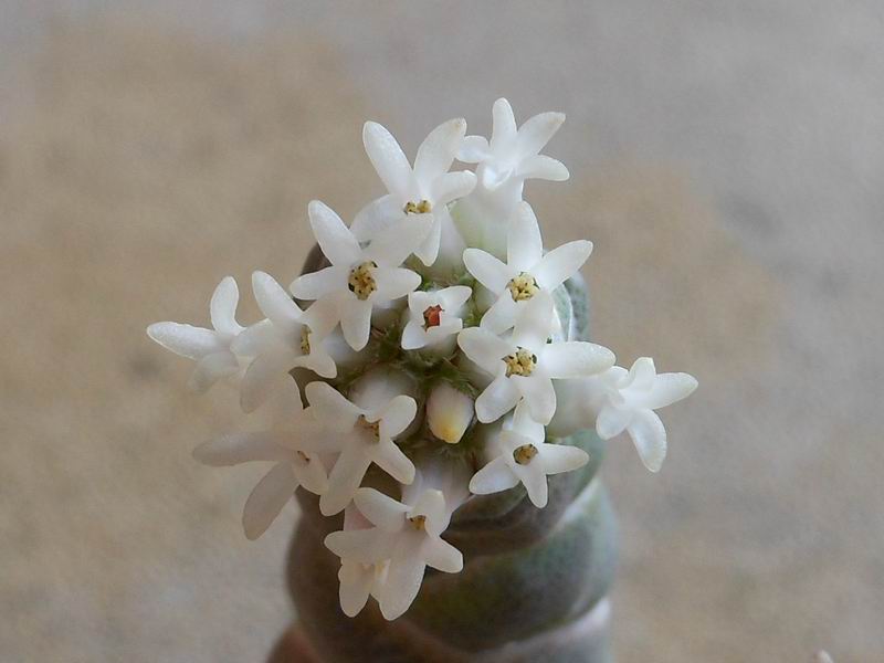 Crassula barklyi 