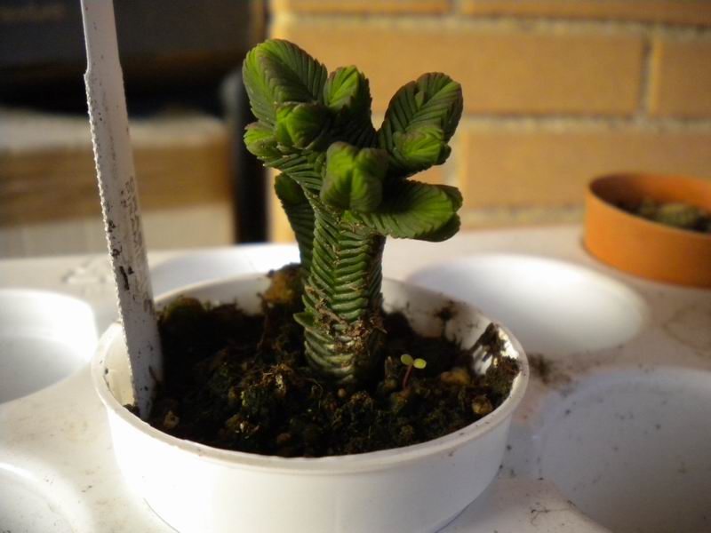 Crassula pyramidalis 