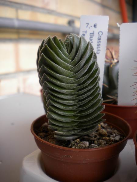 Crassula cv. buddha's temple 