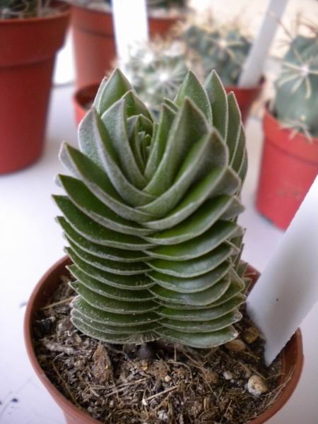 Crassula cv. buddha's temple 