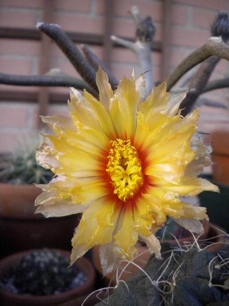 Astrophytum caput-medusae 