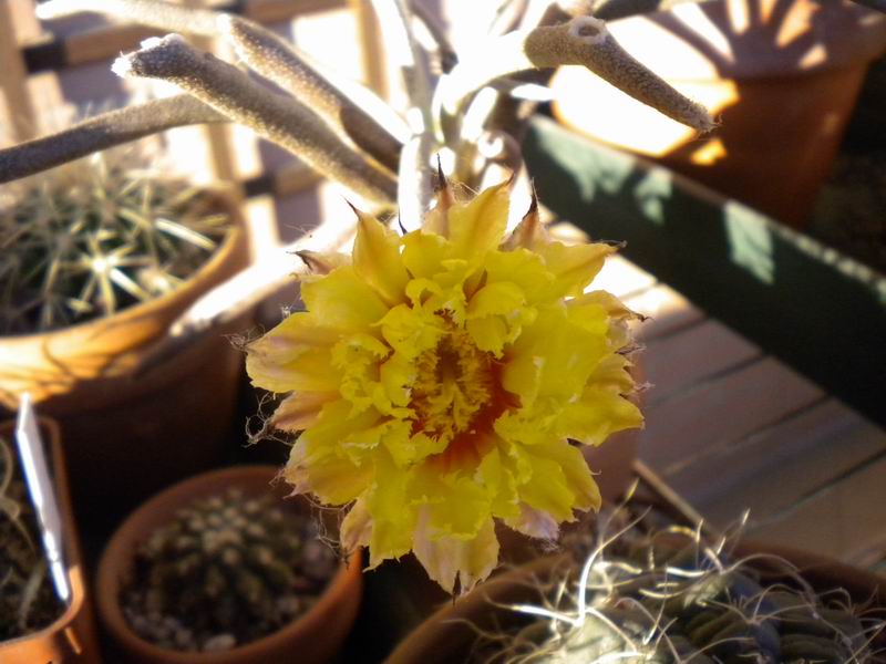 Astrophytum caput-medusae 