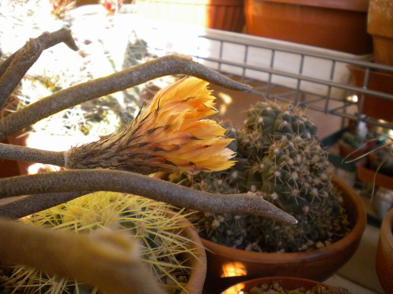 Astrophytum caput-medusae 