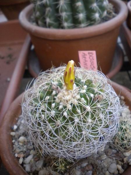 Discocactus araneispinus 