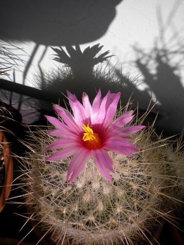 Thelocactus macdowellii 