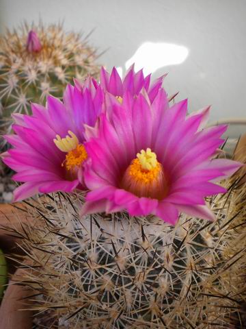 Turbinicarpus viereckii 