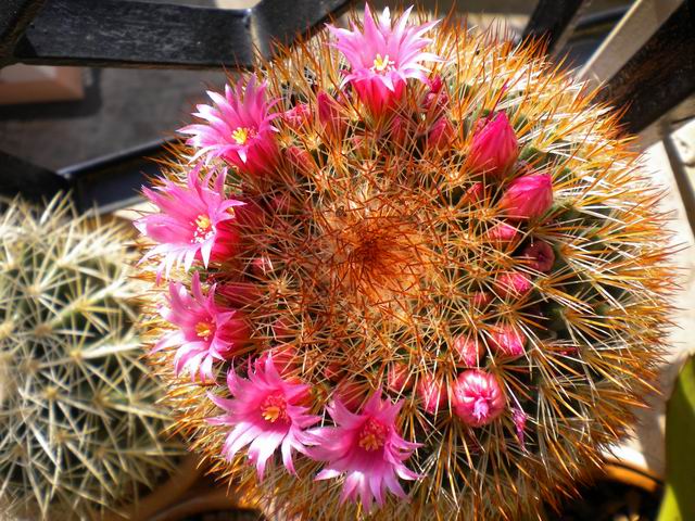 Mammillaria spinosissima 