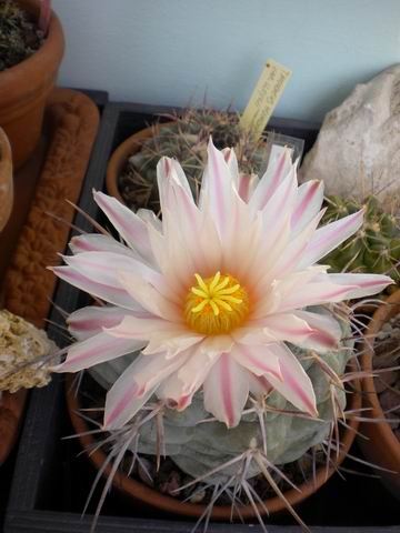 Thelocactus hexaedrophorus 