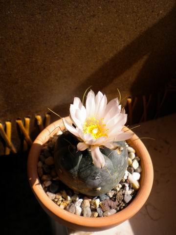 Echinocereus  knippelianus 