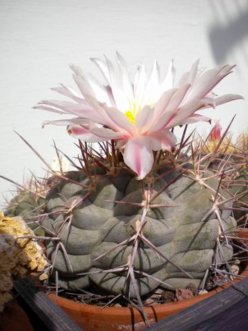 Thelocactus hexaedrophorus 