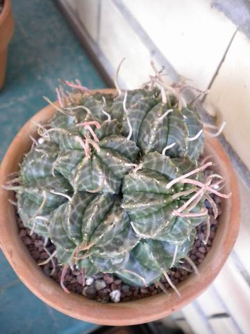 Euphorbia valida 