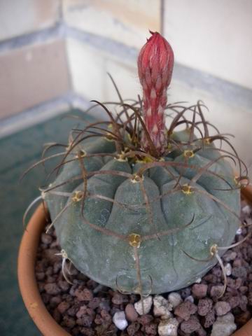 Matucana madisoniorum 