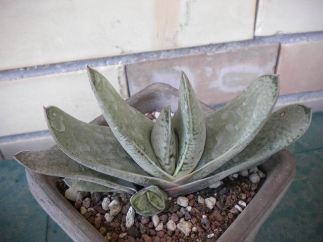 gasteria  