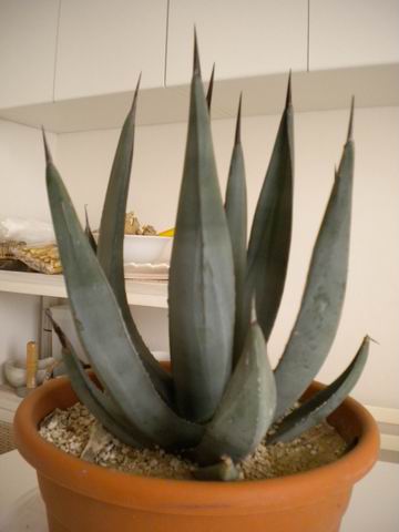 Agave cv. nigra 