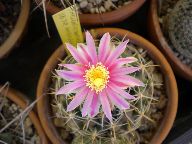 Thelocactus conothelos 