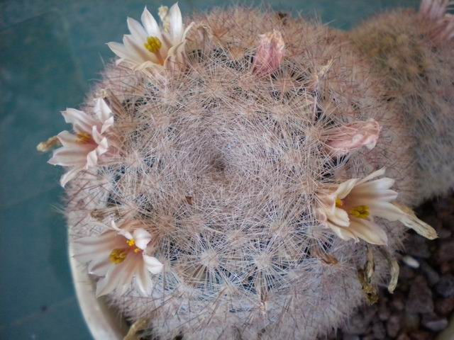 Mammillaria candida 