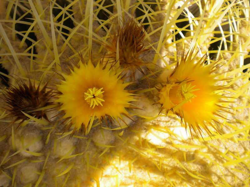 Echinocactus grusonii 