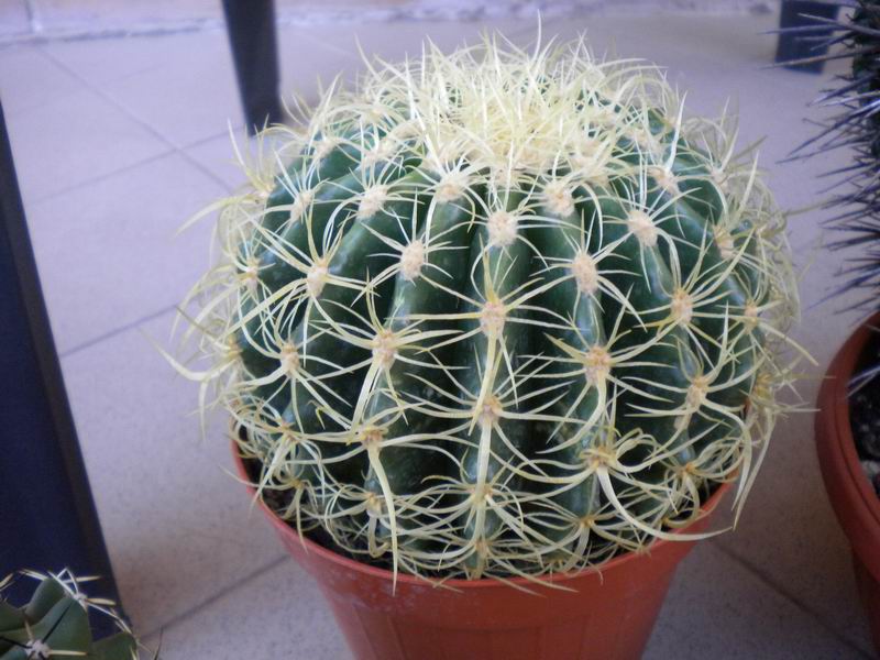 Echinocactus grusonii cv. krauskopf 