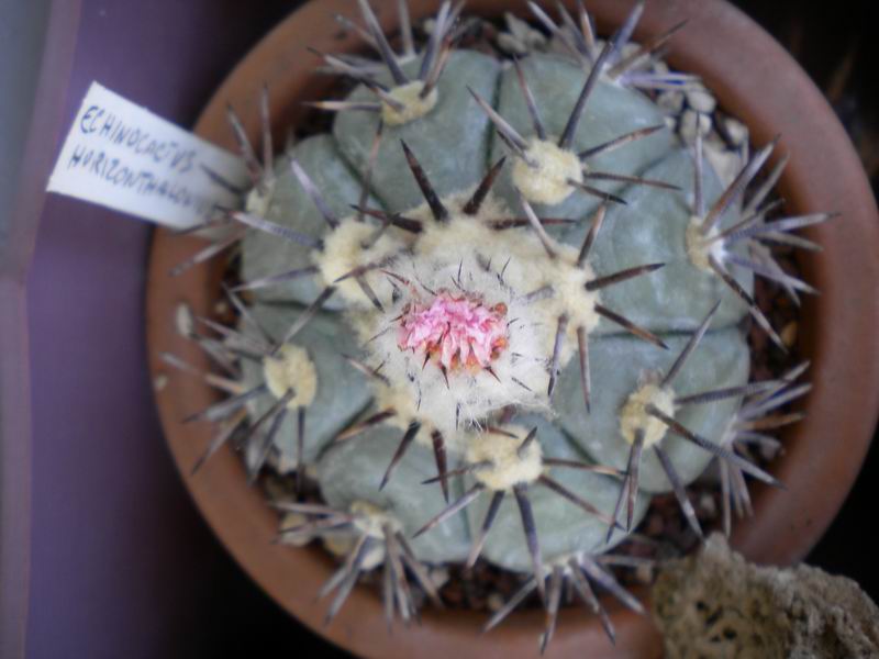 Echinocactus horizonthalonius 